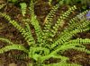 Asplenium trichomanes